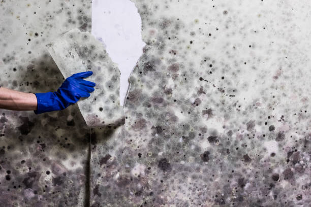Best Attic Mold Remediation in North Druid Hills, GA